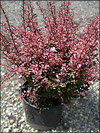 Rose Glow Red Barberry